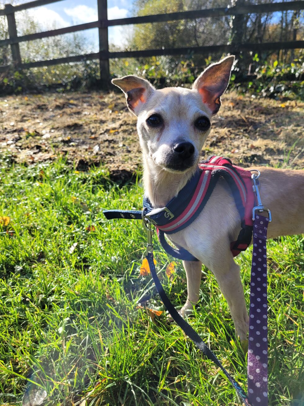 Rehome dogs | Ferne Animal Sanctuary