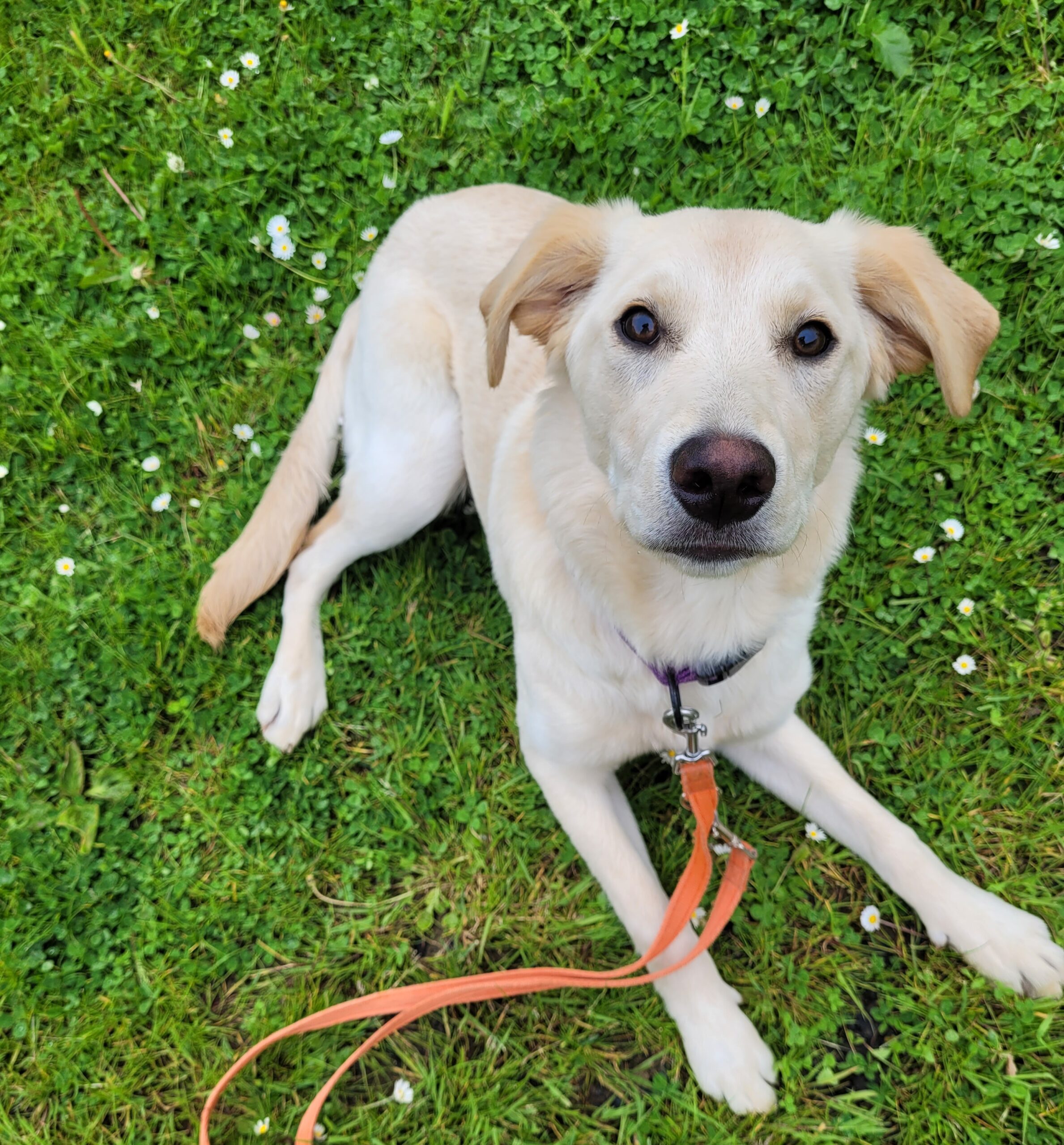 Rehome dogs | Ferne Animal Sanctuary