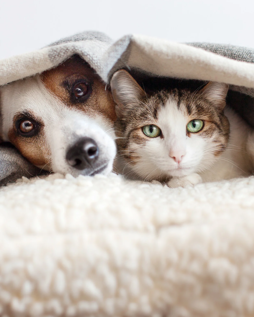 Keeping cats and dogs comfortable in cold weather