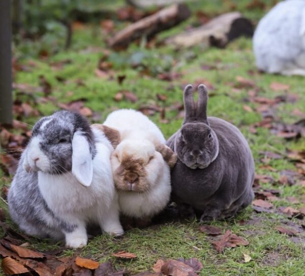 Rehome a rabbit Ferne Animal Sanctuary