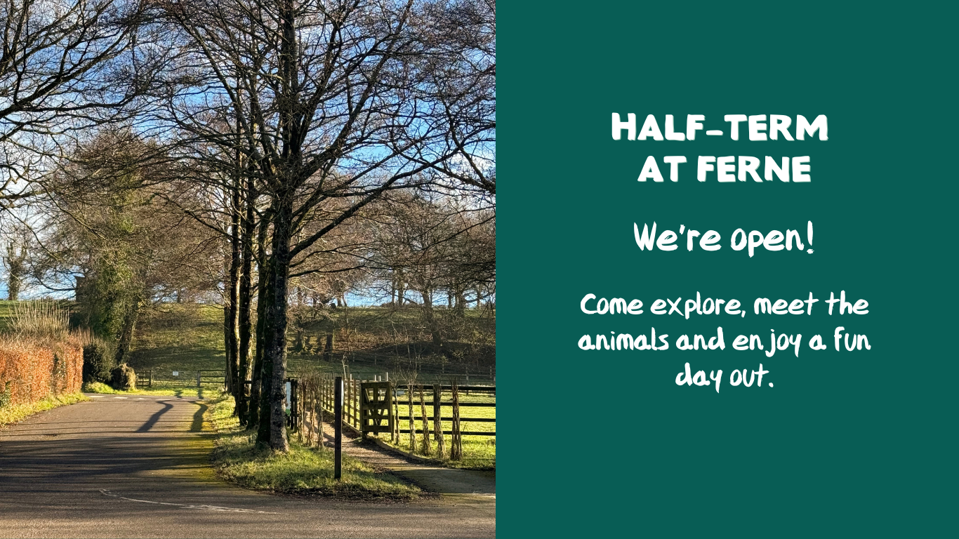 Ferne animal sanctuary half-term 